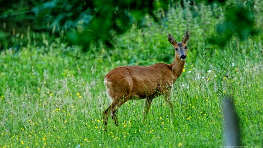 Reh im Siebengebirge 2
