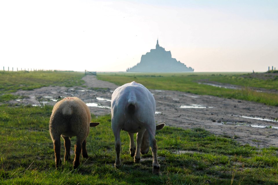 MONT ST MICHEL (7)