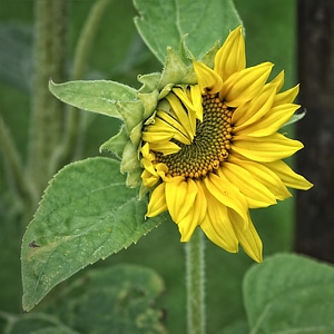 Plant yellow helianthus annuus