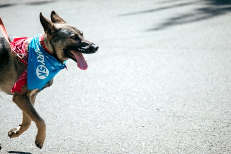 IschelleMartin-furry5k-258