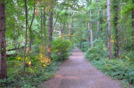 Magic Forest