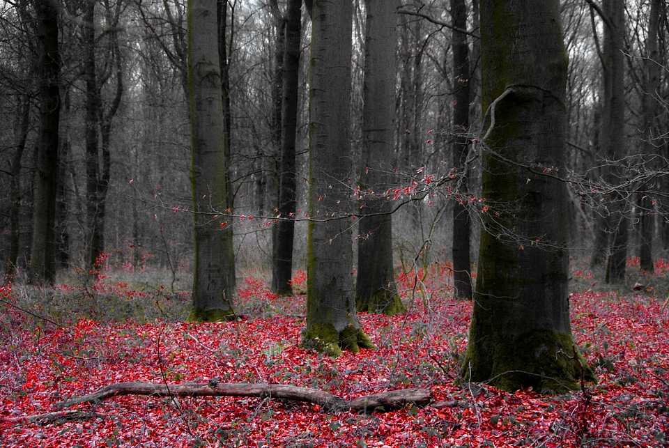 Weird landscape fairy tale forest