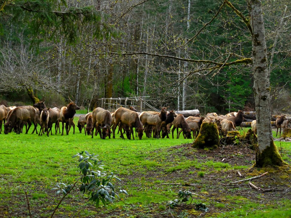 elk elwha herd grazing spring cbubar NPS photo 4-2-2015 photo