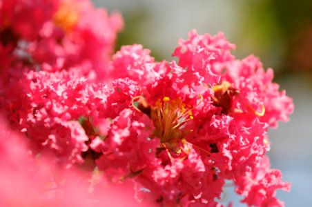 花の島構想・弓削地区の花「サルスベリ」