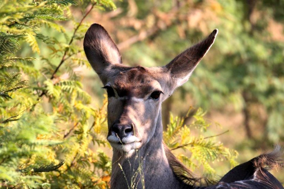 Kudu 1