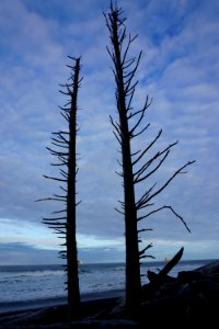 two trees silhouette morning rialto beach coast d archuleta 2015