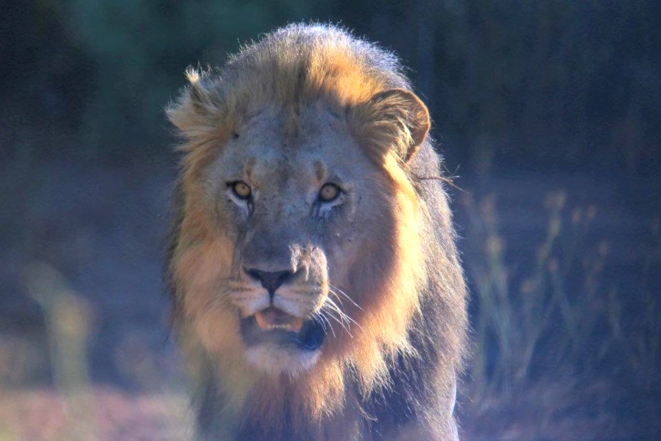 Lion 1 photo