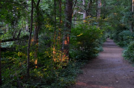 Magic Forest