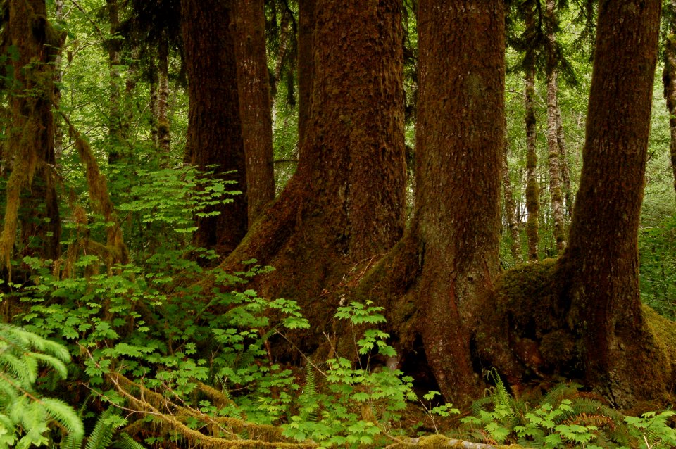 Nurse Log Hoh Trail rain forest NPS Photo MP1