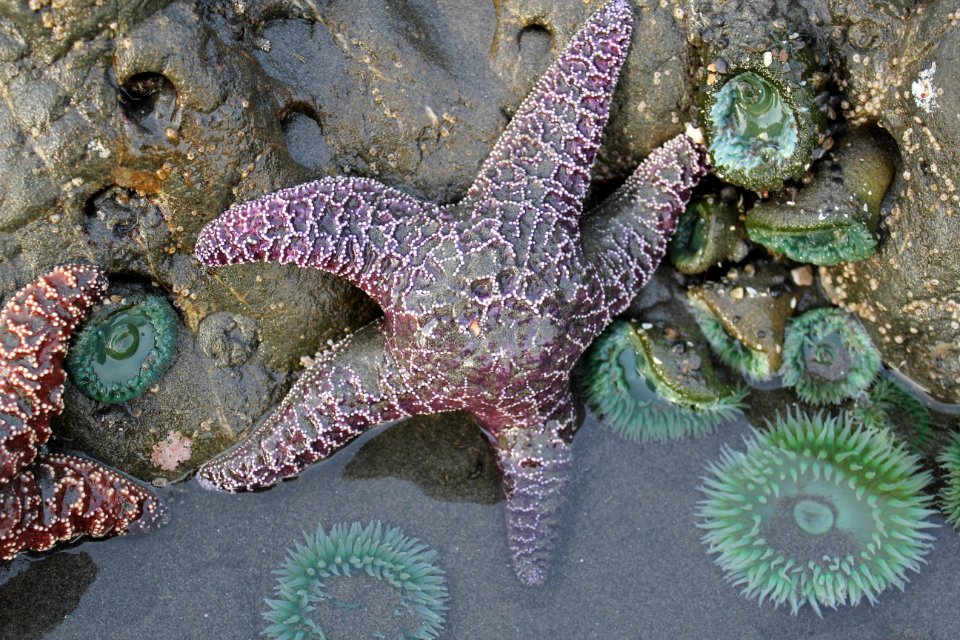 purple ochre seastar madreporite tidepools ruby beach coast d archuleta march 04 2015