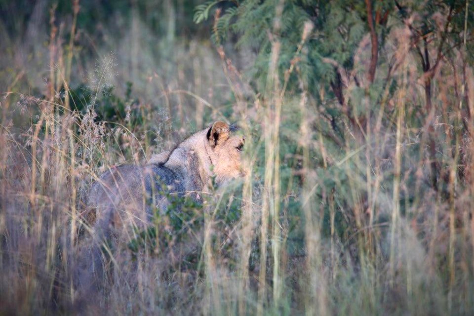 Leo 4