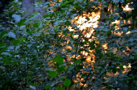 Magic Forest