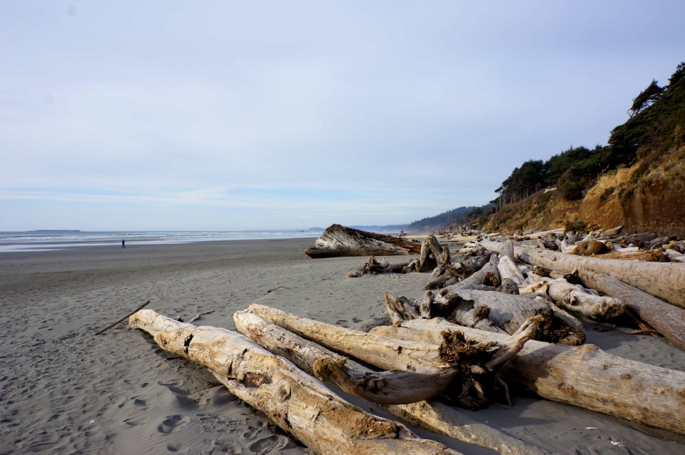 kalaloch campground beach driftwood logs coast r mckenna march 2015