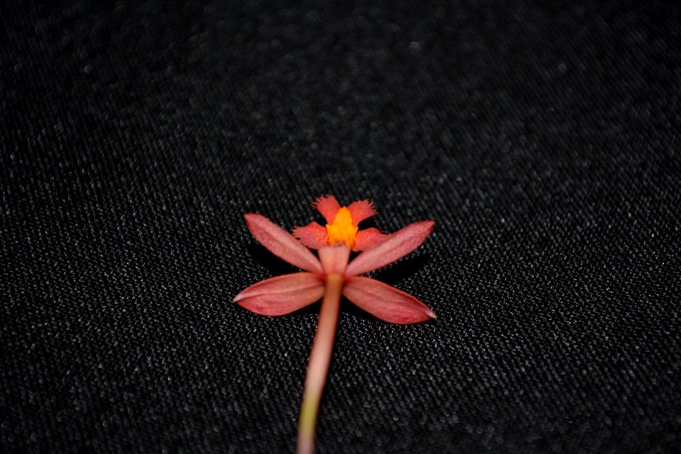 Epidendrum sp.