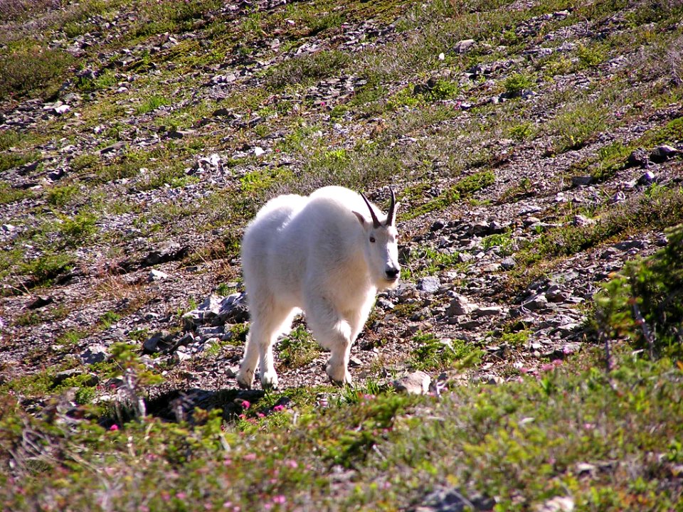 Heart Lake Male Billy Goat NPS Photo
