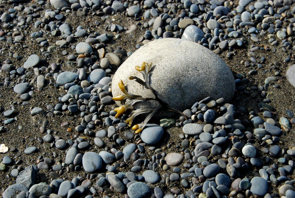 sea weed marine debris coast rocks beach d archuleta march 06 2015