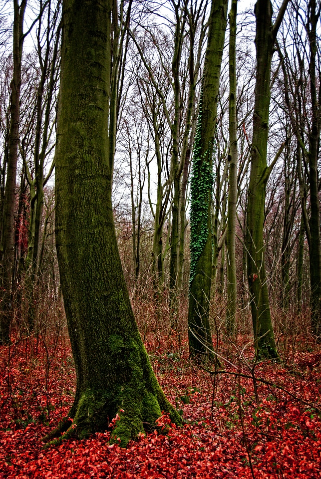 Weird nature autumn forest