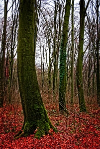 Weird nature autumn forest photo