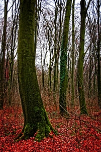 Weird nature autumn forest