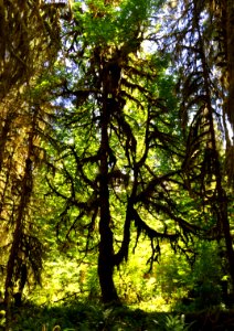 Hoh tree rain forest green cbubar 2015 photo