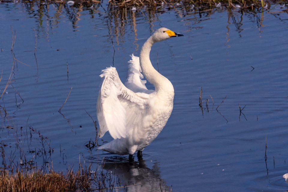 Cygnus cygnus