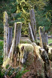fence posts kestner homestead quinault historic c bubar march 05 2015