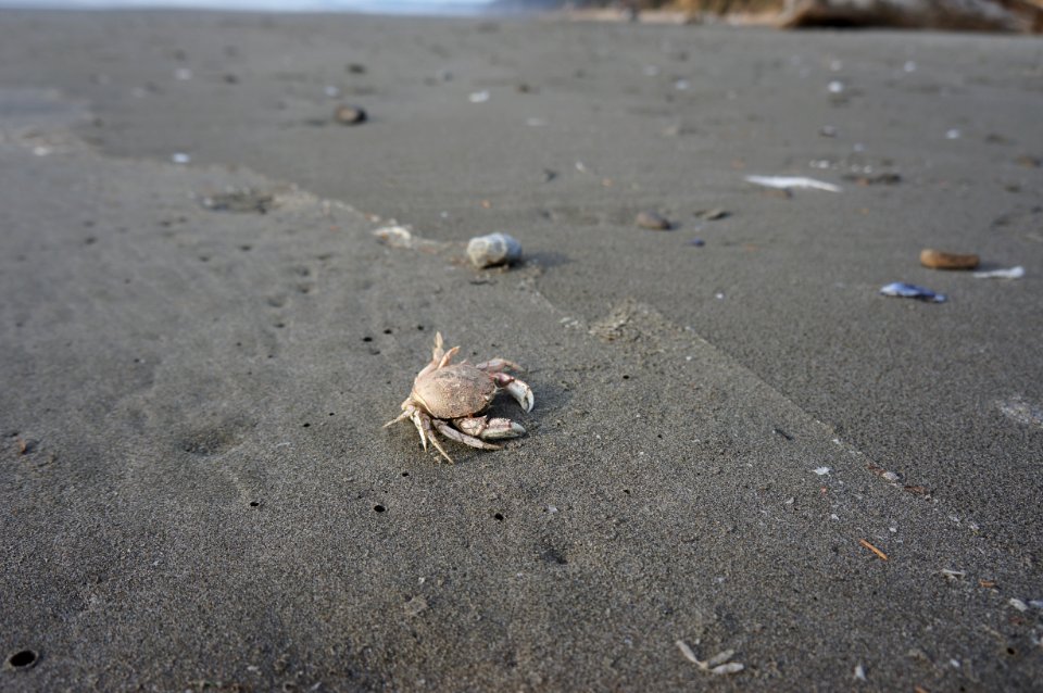 crab molts kalaloch beach coast r mckenna march 2015 (2)