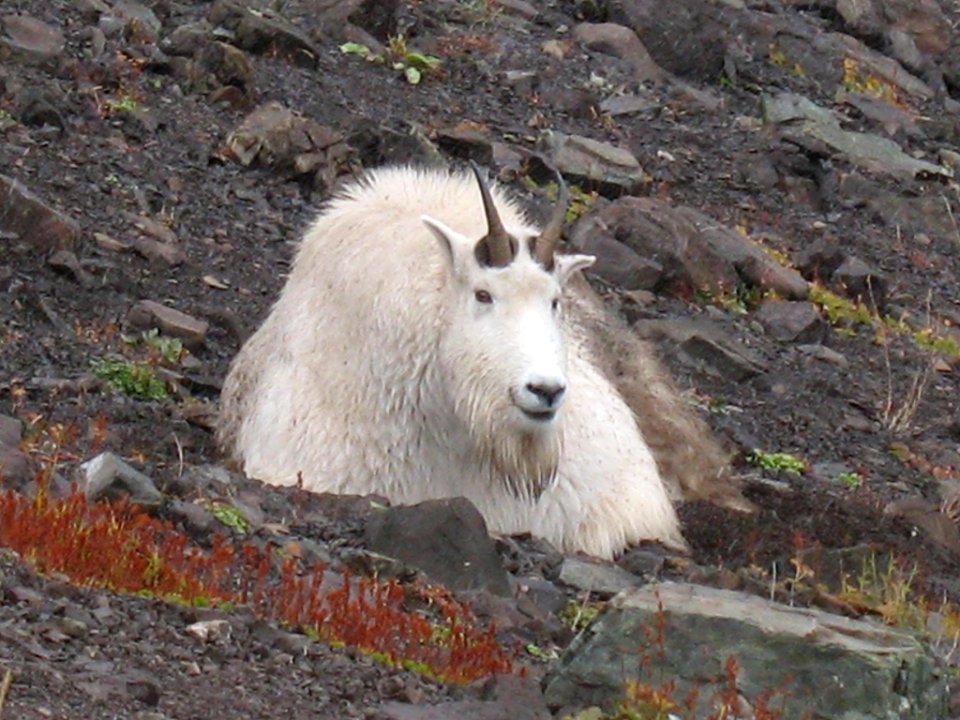 Male billy goat klahane NPS Photo