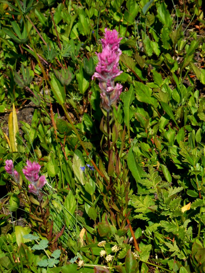 pink owls clover flower wildflowers alpine hurricane ridge c bubar july 1 2014