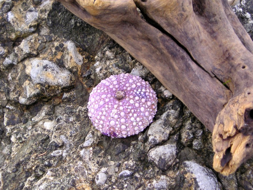 Salt Creek Urchin Shell NPS Photo