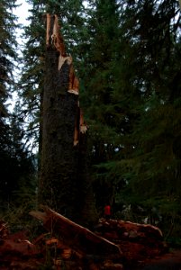 visitor big spruce tree fallen hoh rainforest c bubar march 05 2015