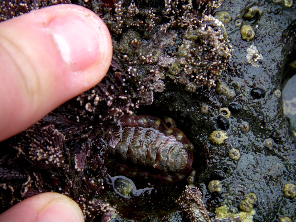 Lined Chiton marine ocean sealife hand NPS Photo
