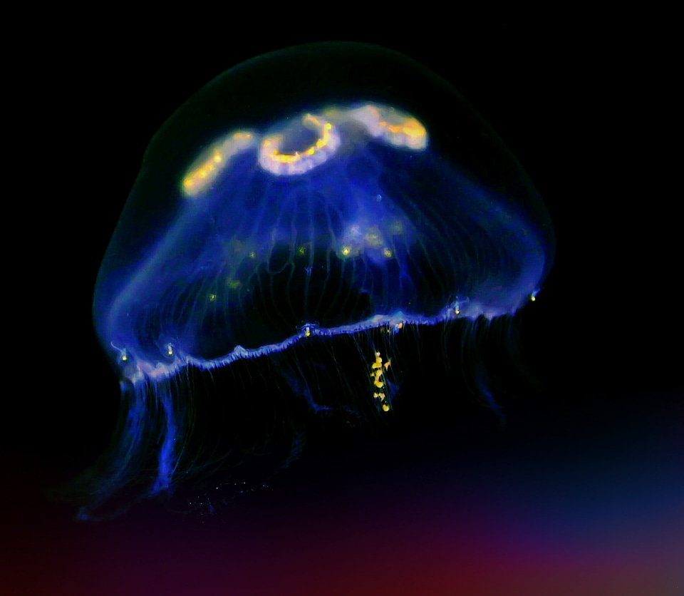 Schirmqualle cnidarian diving