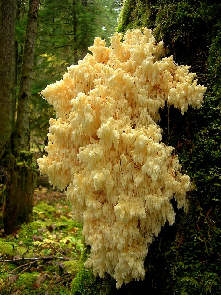 Bear's head tooth mushroom NPS Photo