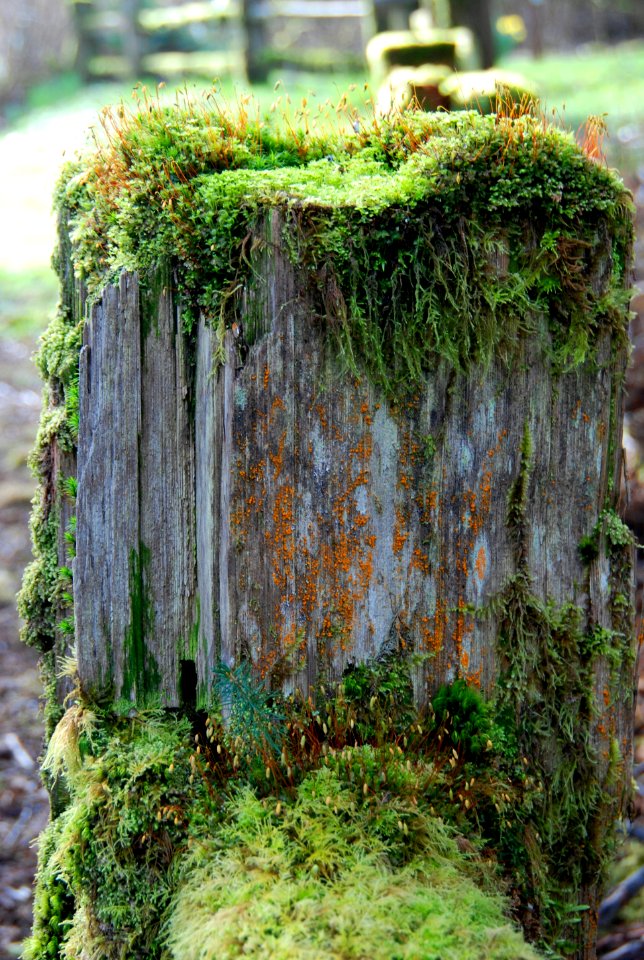 magnificent mossy stump log queets c bubar march 05 2015
