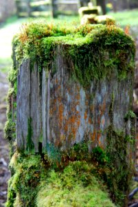 magnificent mossy stump log queets c bubar march 05 2015
