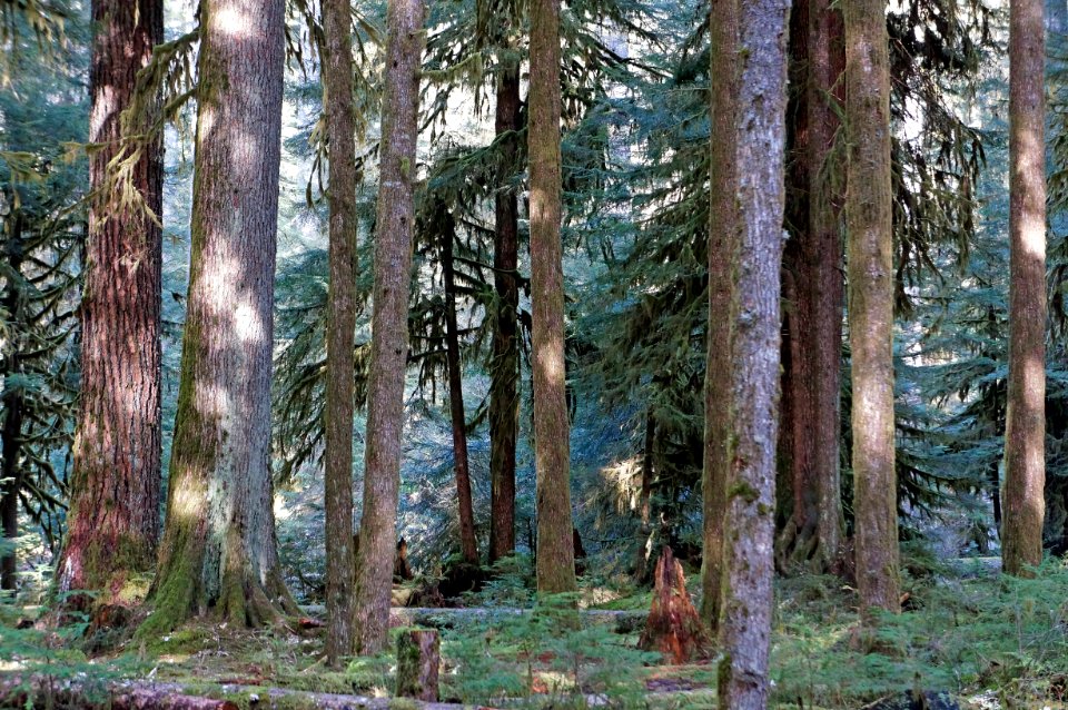 forest sol duc campground scenic r mckenna march 2015 edited-1