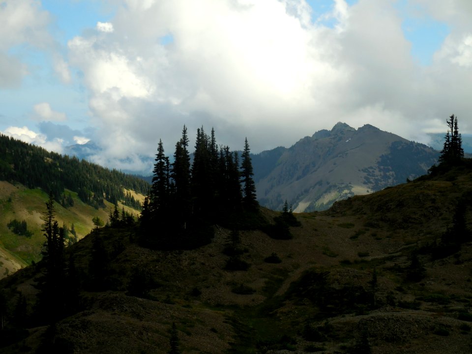 subalpine tree grove hurricane hill c bubar july 2014