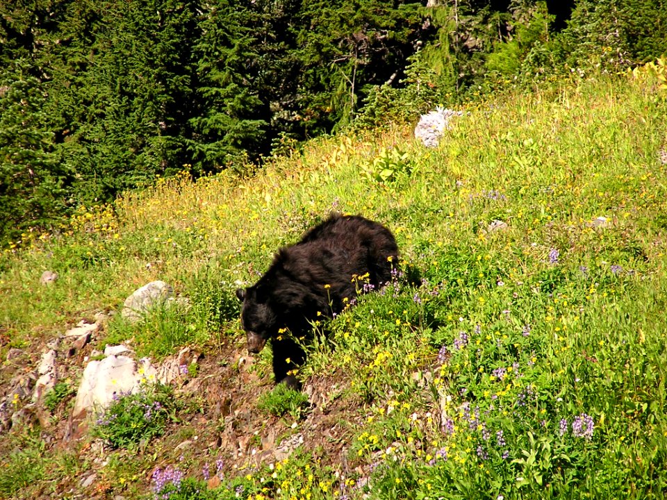 Black bear downslope Heart Lake NPS Photo