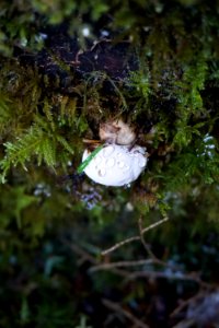 small white upside down mushroom raindrops fungus d archuleta 2015 photo