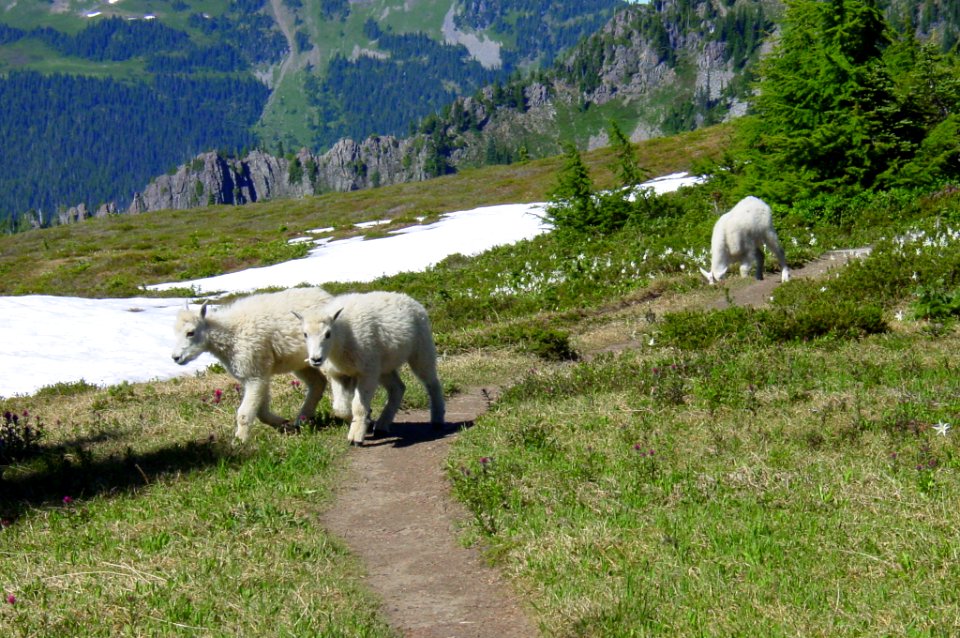 wildlife goats mountain kids NPS photo