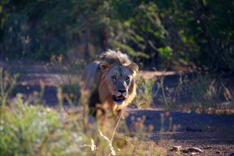 Lion 7