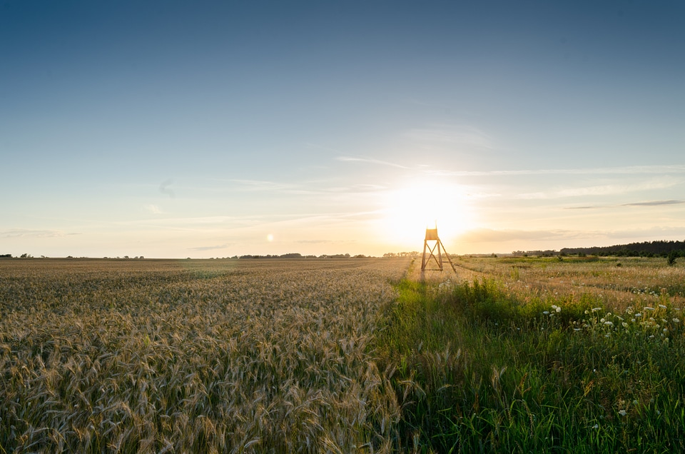 Grain crop agriculture