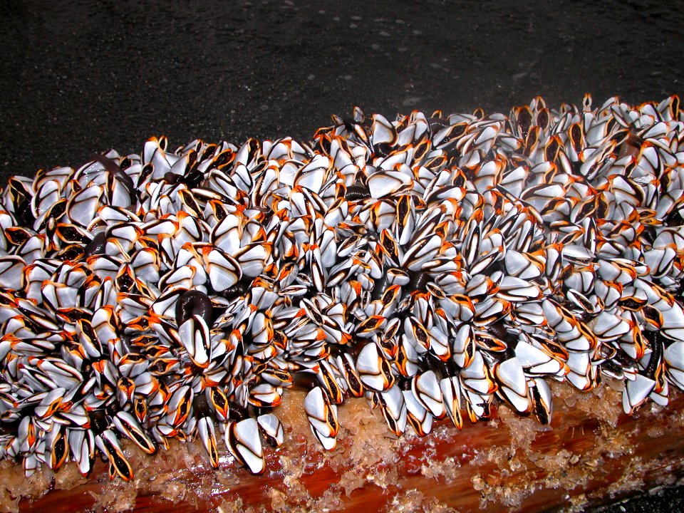 ocean marine life gooseneck barnacle closeup NPS Photo