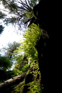tiny ferns backlit plants rainforest quinault d archuleta 2015