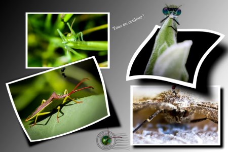 composition insectes - volants 2b