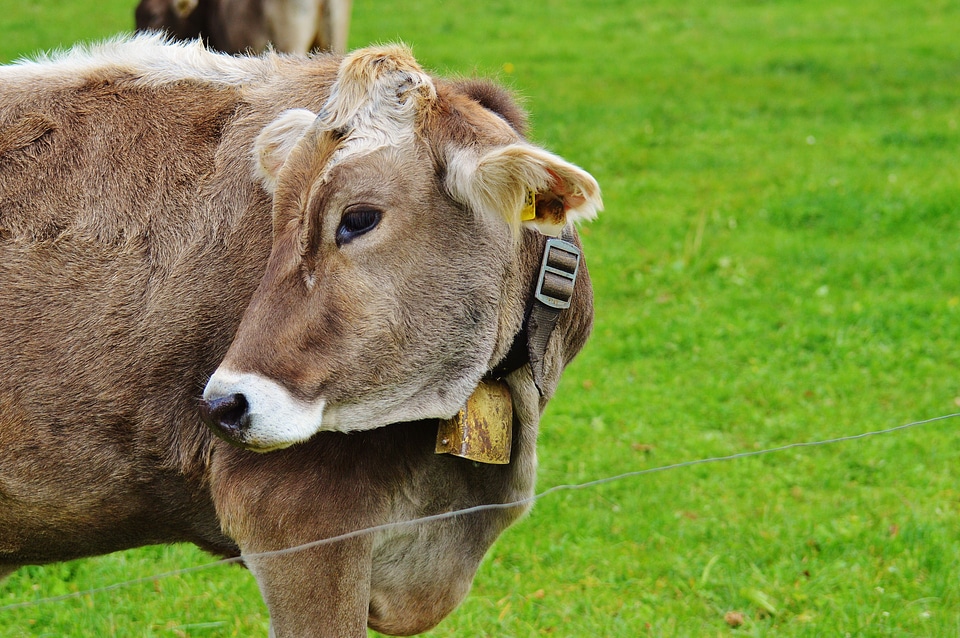 Cute ruminant dairy cattle