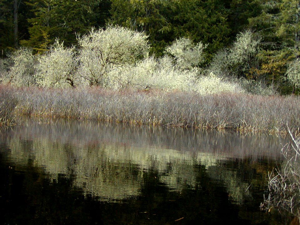 allen crabapple reflection stream river NPS Photo