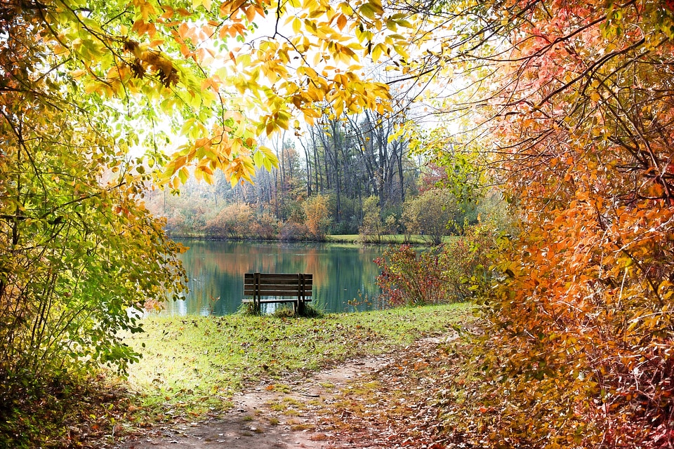 Fall leaves background autumn leaves october