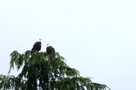birds eagles bald treetop pzaidel credit required